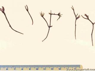 Carpottrasporophytes de l'algue Fredericqia