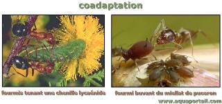 coadaptation