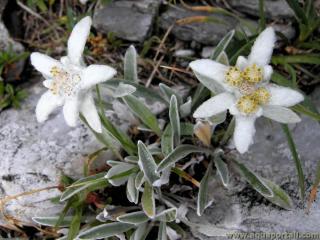 Plante subpolaire hkistotherme : edelweiss Leontopodium alpinum