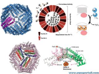 Ferritine : structure avec apoferritine et holoferritine