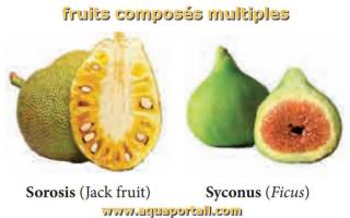 Faux-fruit : définition et explications