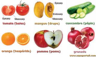 fruit simple