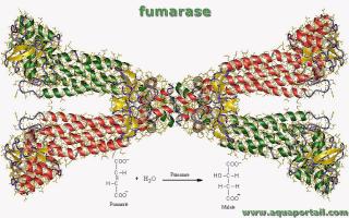 fumarase