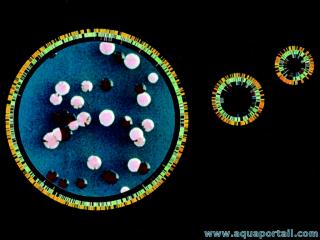 halobactrie