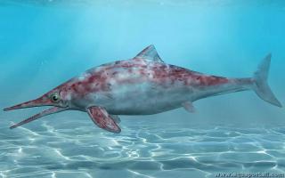 Ichtyosaure du genre Ichthyosaurus