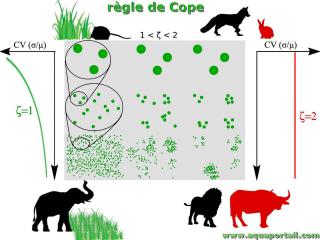 Rgle de Cope (loi de Cope)