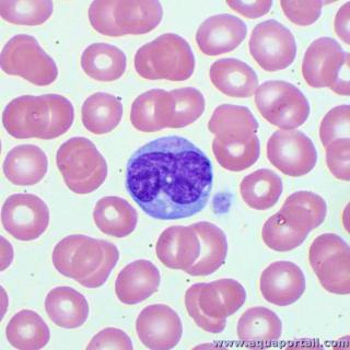 Un monocyte dans des globules