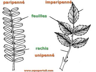 imparipenn
