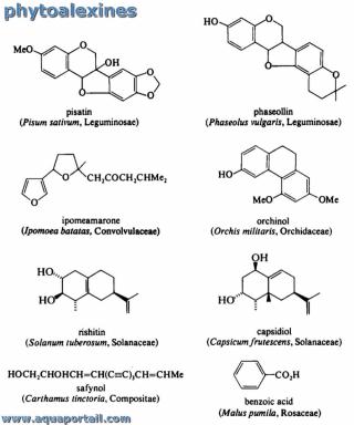 phytoalexine