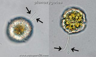 Planozygotes (avec flagelles)