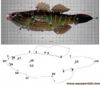 Points de donnes morphomtriques pour un poisson