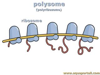 polysome