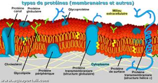 protine membranaire