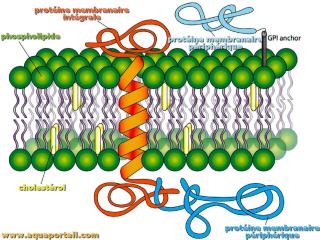 Parties intgrale et priphrique de protines membranaires