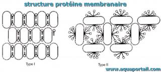 Deux types de structure de cristaux