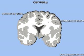 substance grise
