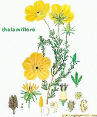 Thalamiflore  fleurs jaunes