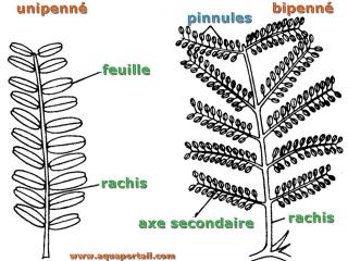 bipenn