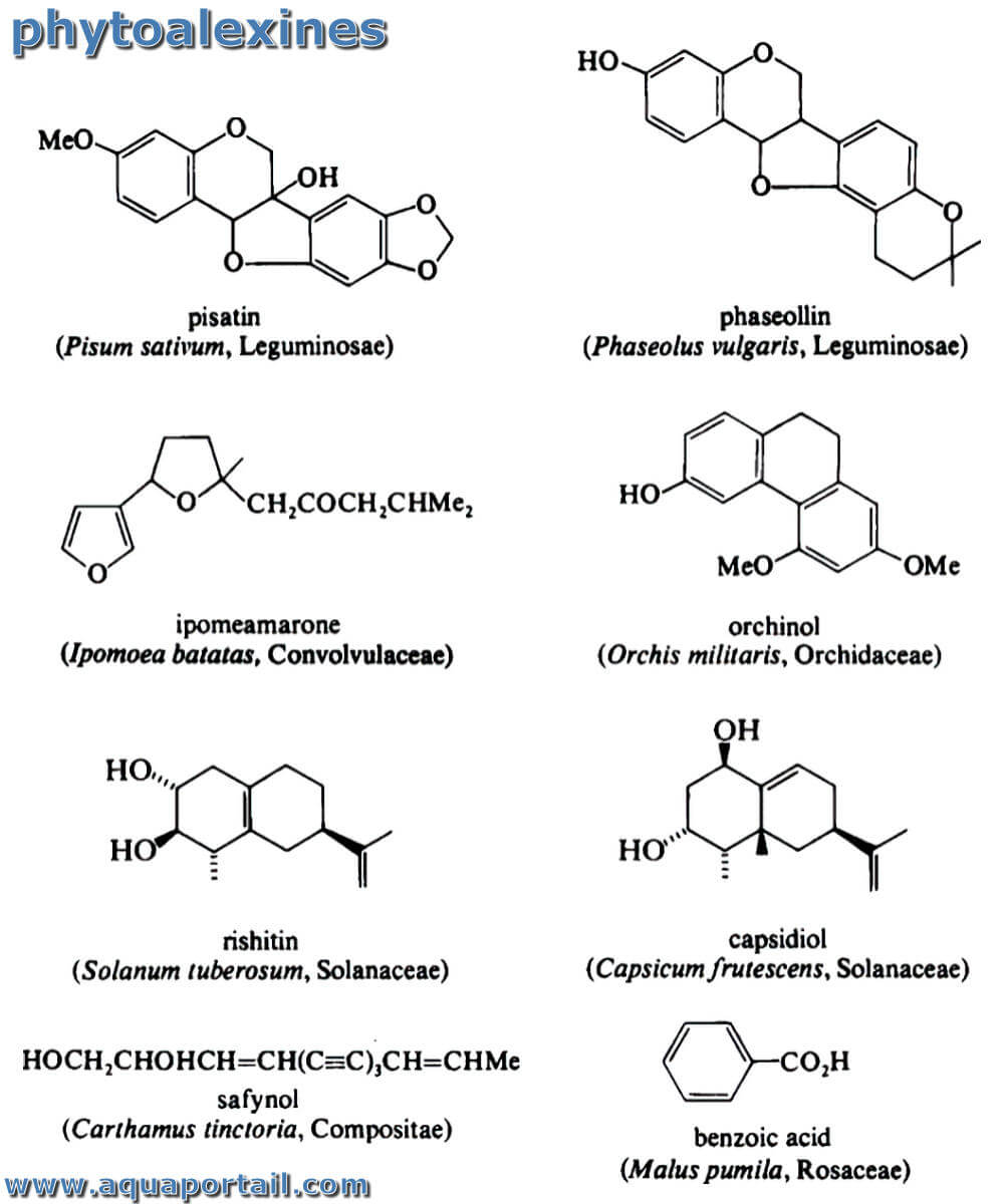 Phytoalexine définition et explications