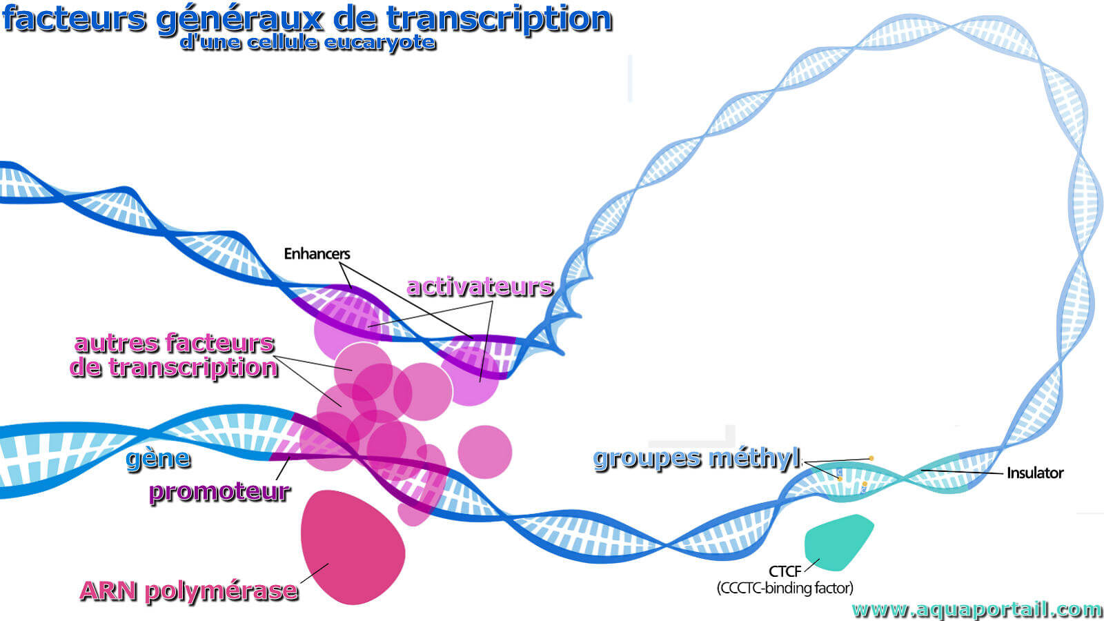 Facteurs généraux de transcription : définition illustrée