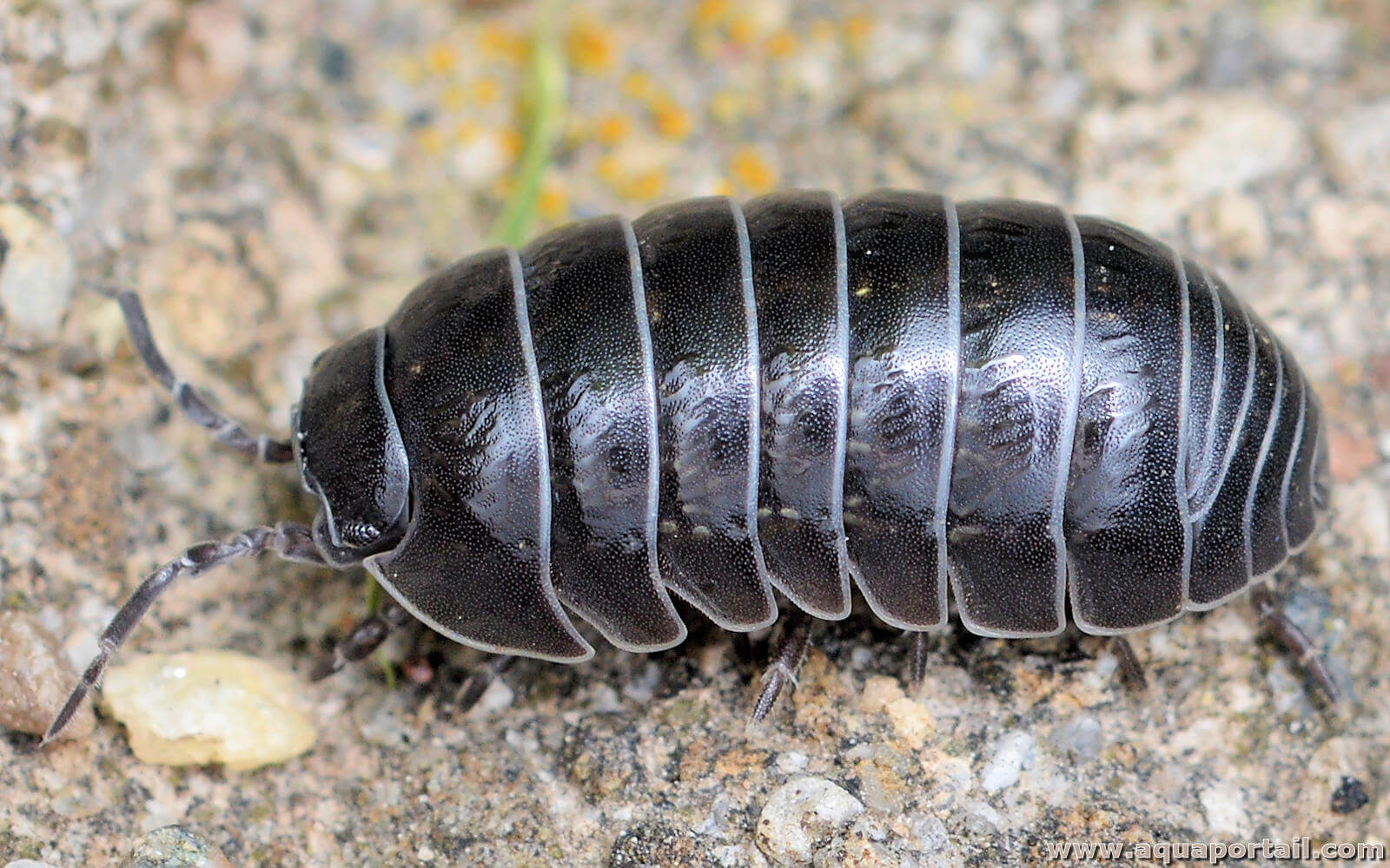Des tactiques c'est quoi la musculation naturelle fascinantes qui peuvent aider votre entreprise à se développer