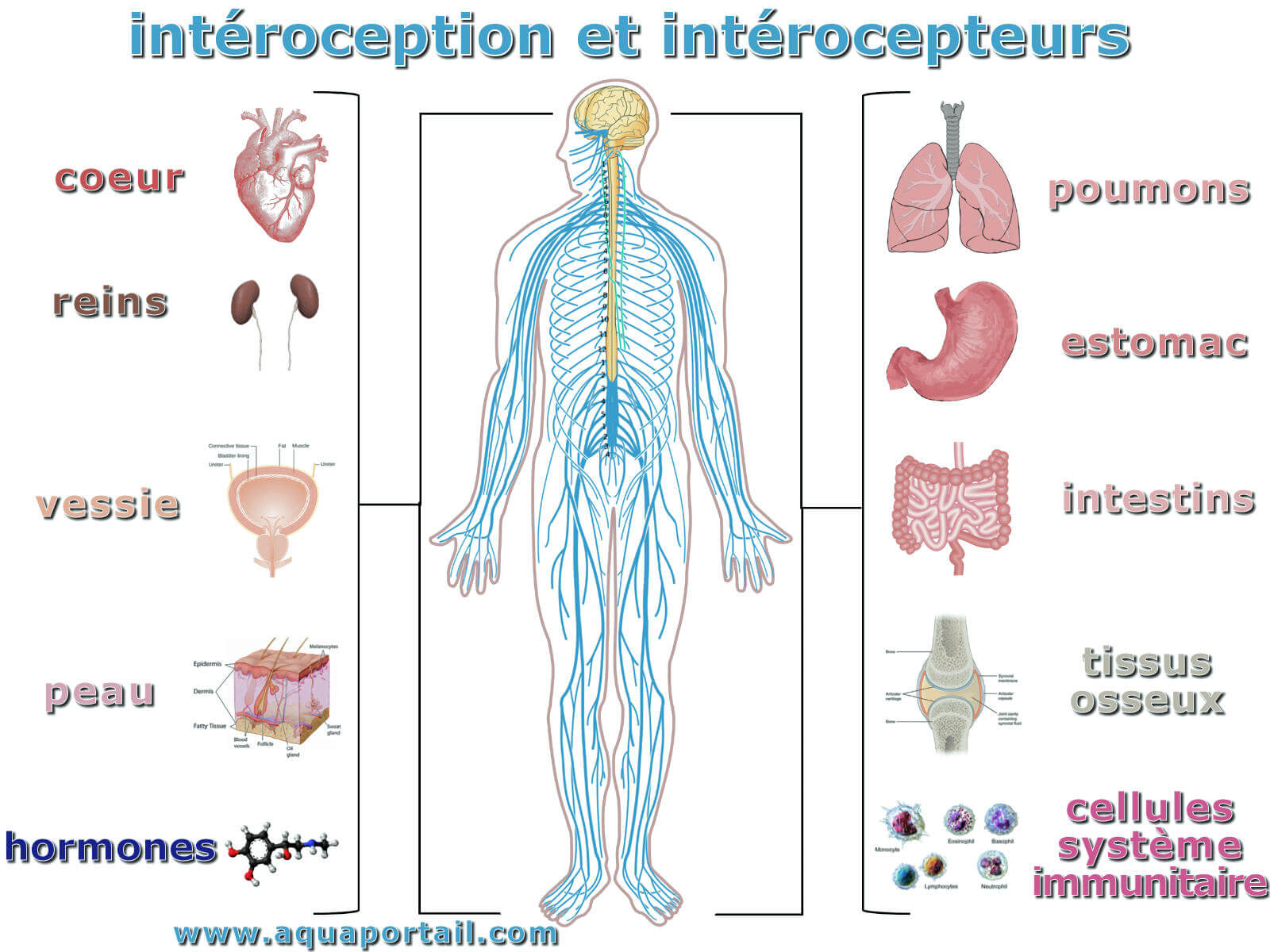 Récepteur : définition et explications