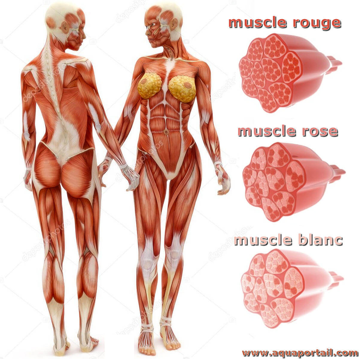 Muscle blanc : définition et explications