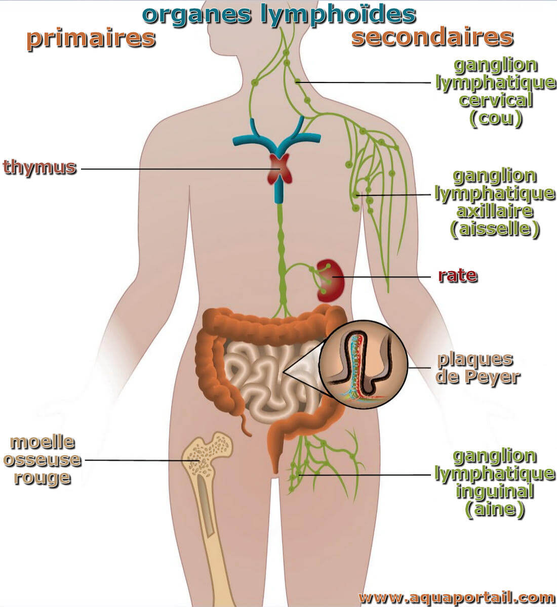 Organe lymphoïde : définition et explications