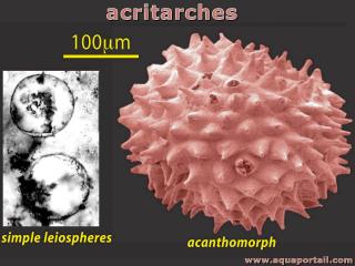 acritarche