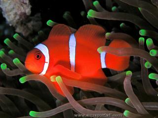 Amphiprion biaculeatus, anciennement Premnas biaculeatus (poisson-clown marron)