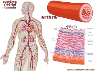 artre