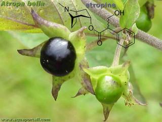 Atropine (structure) et fruit de Atropa belladonna
