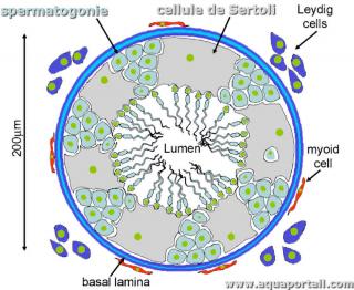 cellule de Sertoli