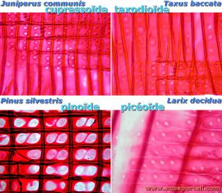 cailles foliaires cupressodes, taxodiodes, pinodes, picodes (conifres)