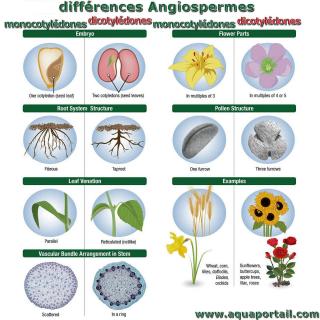 Diffrences (comparaison) entre monocotyldones et dicotyldones