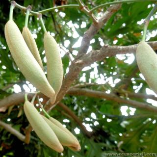 Follicules de l'arbre Stenocarpus sinuatus