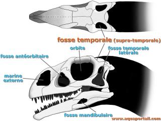 fosse temporale