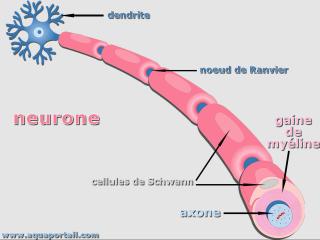 Gaine de myline autour de l'axone d'un neurone