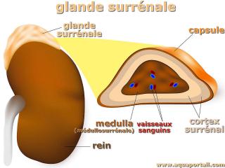 Glande surrnale : schma avec dtails du cortex surrnal et autres constituants