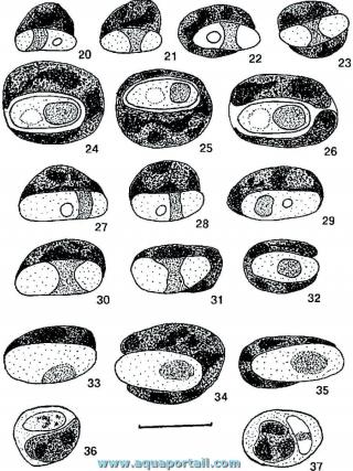 Divers hapantotypes de protozoaires