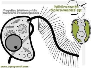 2 htroconts : Cafeteria roenbergensis et Ochromonas sp.