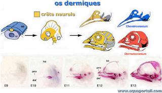 Origine de l'os dermique dans le dveloppement du squelette crnien