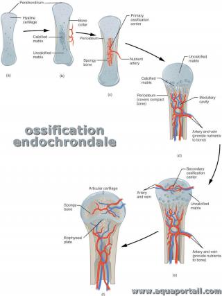 Cycle de l'ossification endochondrale