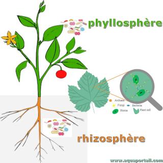 Comparaison entre phyllosphre et rhizosphre