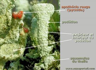 Podtions et pycnide de Cladonia digitata