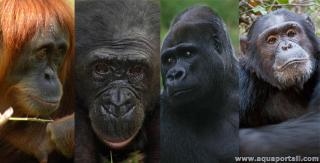 primatologie