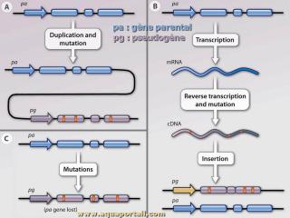 Types de pseudognes