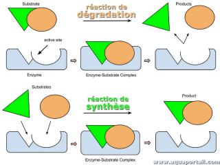 Raction de dgradation (vs. synthse)