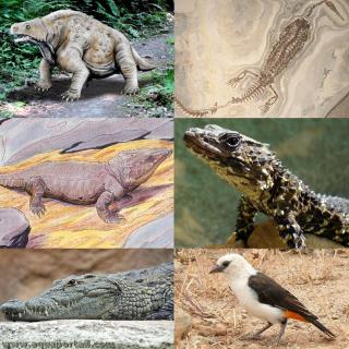 Exemples de Sauropsides (amniotes Sauropsida)