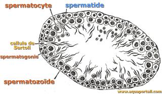spermatide
